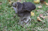 Elfin Saddle (Helvella lacunosa)