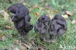 Elfin Saddle (Helvella lacunosa)