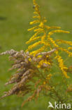 Canadian Goldenrod (Solidago canadensis)