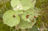 poplar leaf beetle (Chrysomela populi)