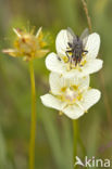 Northern Grass-of-parnassus (Parnassia palustris)