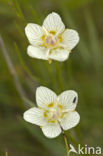 Northern Grass-of-parnassus (Parnassia palustris)