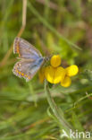 Bruin blauwtje (Aricia agestis)