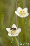 Northern Grass-of-parnassus (Parnassia palustris)