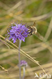 Blauwe knoop (Succisa pratensis)