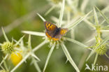 Small Copper (Lycaena phlaeas)