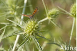 Kleine vuurvlinder (Lycaena phlaeas)