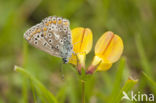 Common Blue (Polyommatus icarus)