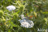 Small Copper (Lycaena phlaeas)