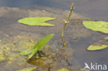 Azure Damselfly (Coenagrion puella)