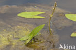 Azuurwaterjuffer (Coenagrion puella)