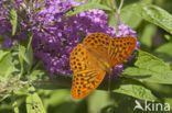 Silver-washed Fritillary (Argynnis paphia)