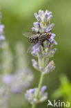 Camouflaged Flesh Fly (Sarcophaga carnaria)