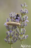 Auroramot (Tinea semifulvella)