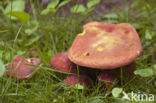 Plums and custard (Tricholomopsis rutilans)