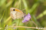 Oranje zandoogje (Pyronia tithonus)