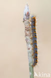 Northern Eggar (Lasiocampa quercus)