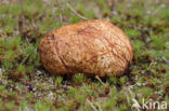 Okerkleurige vezeltruffel (Rhizopogon luteolus)