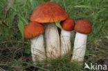 Rosse populierboleet (Leccinum rufum)