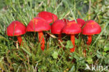 Scarlet Waxcap (Hygrocybe coccinea)