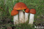 Rosse populierboleet (Leccinum rufum)