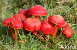 Scharlaken wasplaat (Hygrocybe coccinea)