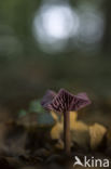 Amethyst Deceiver (Laccaria amethystina)