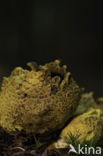 Common Earthball (Scleroderma citrinum)