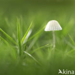 Mycena spec.