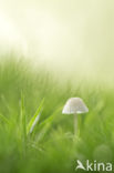 bonnet (Mycena spec.)