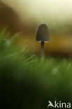 bonnet (Mycena spec.)