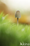 bonnet (Mycena spec.)