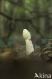 Grote stinkzwam (Phallus impudicus)