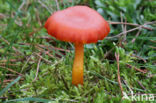 Vermilion Waxcap (Hygrocybe miniata)