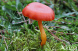 Vermilion Waxcap (Hygrocybe miniata)