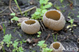 Zemelige brandplekbekerzwam (Peziza echinospora)