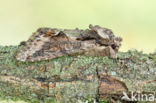 Green-brindled Crescent (Allophyes oxyacanthae)