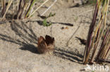 Zandtulpje (Peziza ammophila)