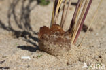 Zandtulpje (Peziza ammophila)