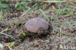 Kleine kop-op-schotel (Disciseda candida)