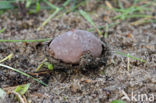 Kleine kop-op-schotel (Disciseda candida)