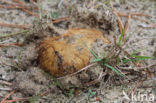 Okerkleurige vezeltruffel (Rhizopogon luteolus)