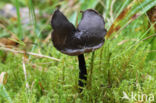 Roetkluifzwam (Helvella atra)