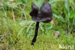 Roetkluifzwam (Helvella atra)