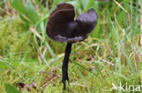 Roetkluifzwam (Helvella atra)