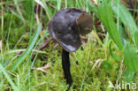 Roetkluifzwam (Helvella atra)