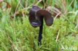 Roetkluifzwam (Helvella atra)