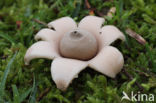 Viltige aardster (Geastrum saccatum)