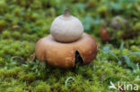 Viltige aardster (Geastrum saccatum)