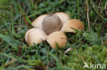 Geastrum saccatum